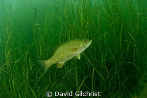 A bass swimming among freshwater aquatic plants in the We... by David Gilchrist 